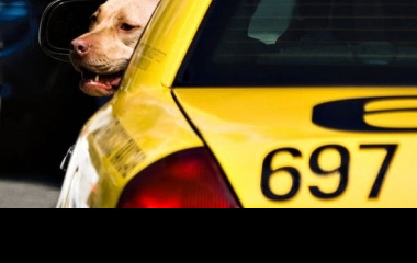 Milánóban taxival utaznak az állatok